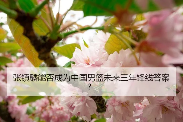 张镇麟能否成为中国男篮未来三年锋线答案？
